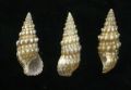 Cerithium renovatum